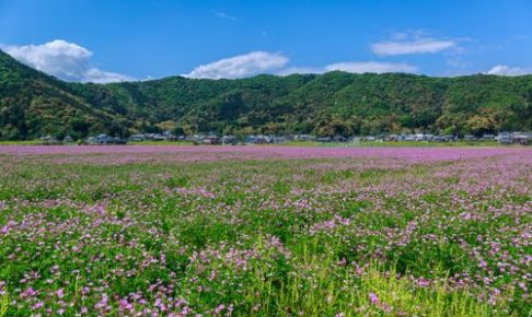 自然,日本,山,花畑